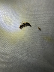 Pinophilus