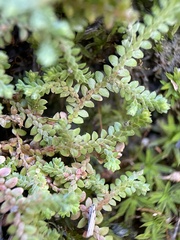 Selaginella denticulata
