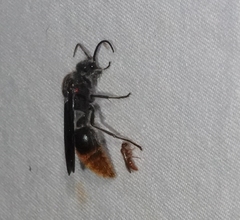 Sphaeropthalma marpesia