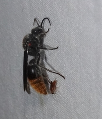 Sphaeropthalma marpesia