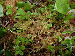 Rhytidiadelphus loreus