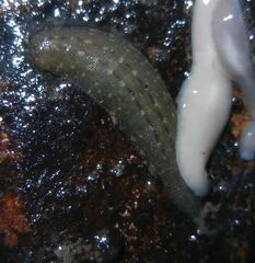 Glossiphonia complanata