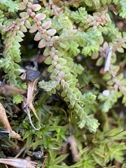 Selaginella denticulata
