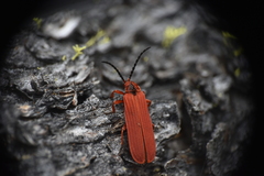 Dictyoptera simplicipes