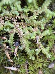 Selaginella denticulata