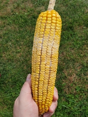 Fusarium graminearum