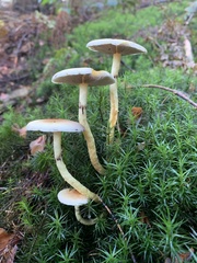 Hypholoma capnoides