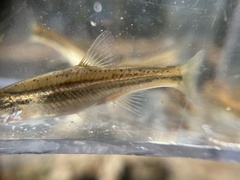 Chrosomus erythrogaster