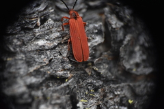 Dictyoptera simplicipes