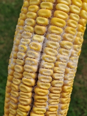 Fusarium graminearum