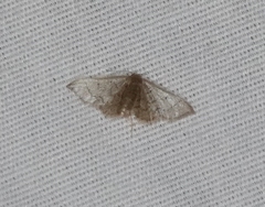 Idaea kendallaria