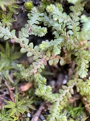 Selaginella denticulata