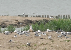 Chroicocephalus genei