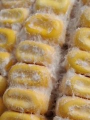 Fusarium graminearum