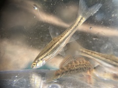 Chrosomus erythrogaster