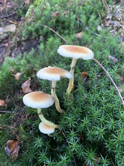 Hypholoma capnoides