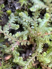 Selaginella denticulata