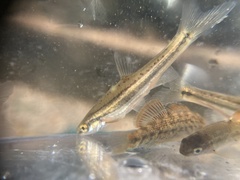 Chrosomus erythrogaster