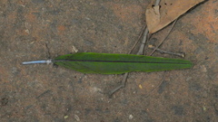 Psittacara leucophthalmus