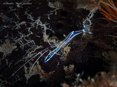 Ancylomenes pedersoni