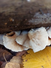 Crepidotus