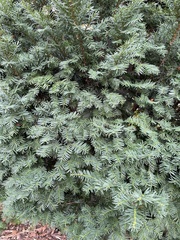 Taxus cuspidata