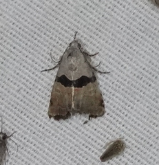 Cobubatha lixiva