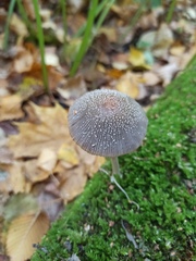 Coprinopsis lagopus