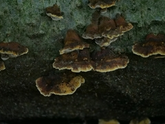 Daedaleopsis tricolor