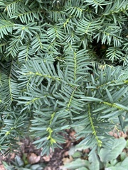 Taxus cuspidata