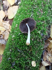 Coprinopsis lagopus