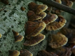 Daedaleopsis tricolor