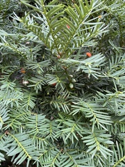 Taxus cuspidata