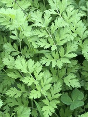 Chaerophyllum procumbens