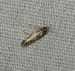 Scythris trivinctella