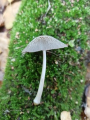 Coprinopsis lagopus