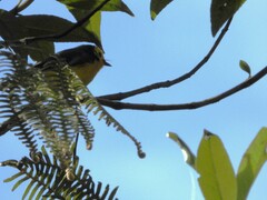 Myioborus ornatus
