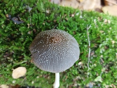Coprinopsis lagopus