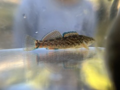 Etheostoma caeruleum