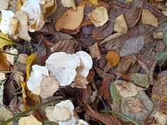 Clitocybe phyllophila