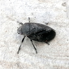 Prosapia ignifera