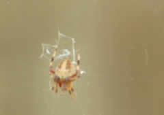 Neoscona domiciliorum