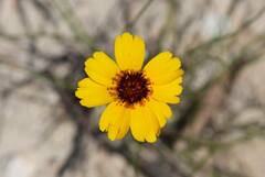 Thelesperma filifolium