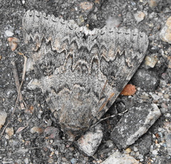 Catocala californica