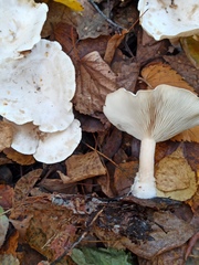 Clitocybe phyllophila