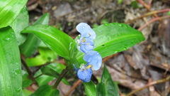 Commelina auriculata