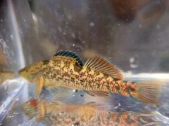 Etheostoma caeruleum