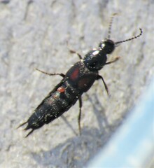 Philonthus cruentatus