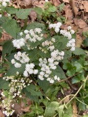 Ageratina altissima