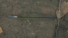 Psittacara leucophthalmus